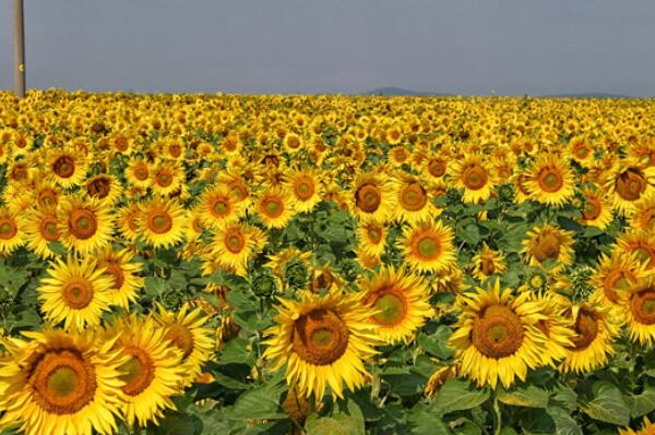 广州十大自驾游景点,广州旅游攻略景点必去