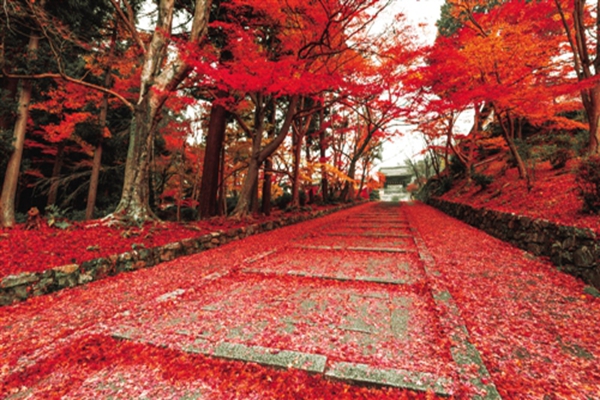 南京十大适合拍照的地方排行榜,南京旅游必去十大景点推荐